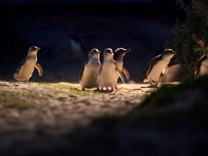 phillip island penguin parade ultimate eco tour